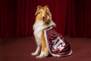 Image post by @tamu on Instagram
