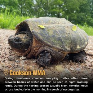 Image post by @okwildlifedept on Instagram