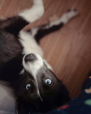 Image post by @tux_the_blue_pomsky on Instagram