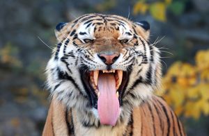 Image post by @animalplanet on Instagram