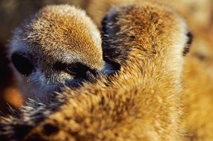 Image post by @discovery on Instagram