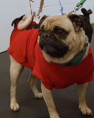 Video post by @fcdallas on Instagram