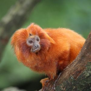Image post by @animalplanet on Instagram
