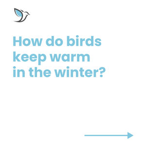 Image post by @featherfriendly on Instagram