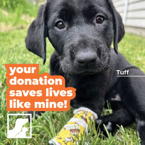 Image post by @spokhumanesoc on Instagram