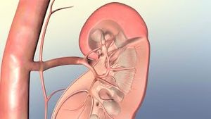 Video post by @nucleusmedicalmedia on YouTube