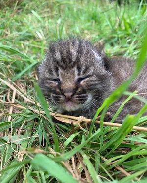 Image post by @quinnipiacu on Instagram