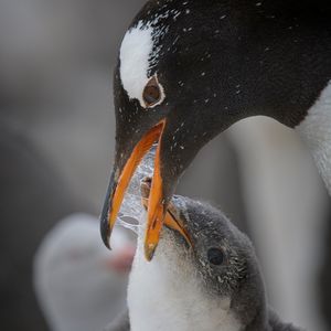 Image post by @animalplanet on Instagram