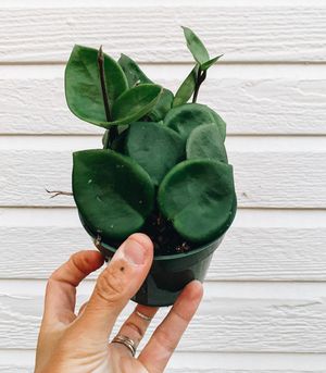 Image post by @thegreenhousejax on Instagram