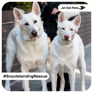 Image post by @jetsetpets on Instagram