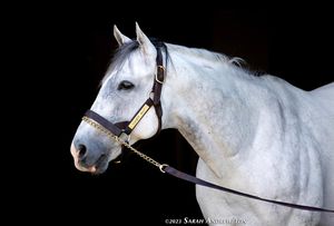 Image post by @thoroughbred_daily_news on Instagram