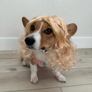 Image post by @ziggy_thecorg on Instagram