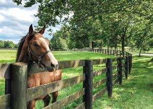 Image post by @spendthriftfarm on Instagram