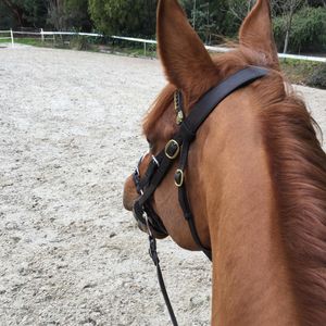 Image post by @snaffle_it on Instagram