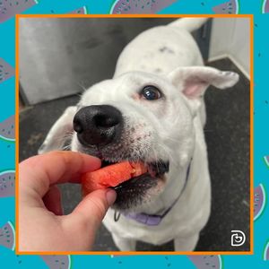 Image post by @dogtopiagr on Instagram