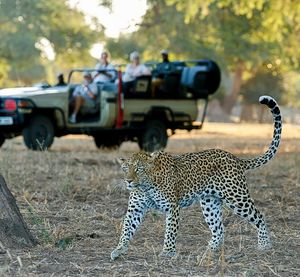 Image post by @chiawasafaris on Instagram