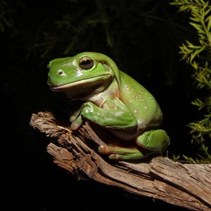 Image post by @animalplanet on Instagram