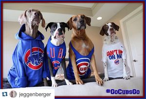 Image post by @chicagocubsnation on Instagram