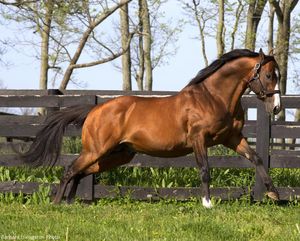 Image post by @spendthriftfarm on Instagram