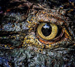 Image post by @animalplanet on Instagram