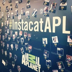 Image post by @animalplanet on Instagram