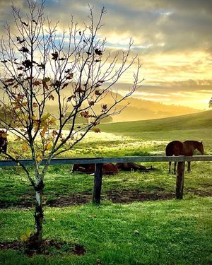 Image post by @gundyparkequine on Instagram