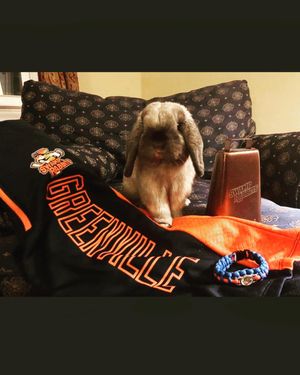 Image post by @swamprabbits on Instagram