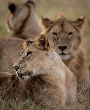 Image post by @leonardodicaprio on Instagram