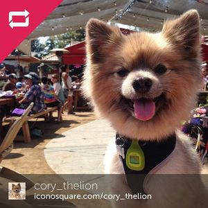 Image post by @fitbit on Instagram