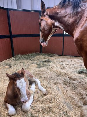 Image post by @WarmSpringRanch on Twitter