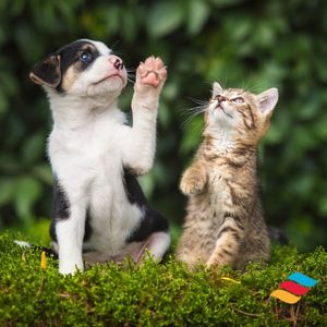 Image post by @triumphpetfood on Instagram