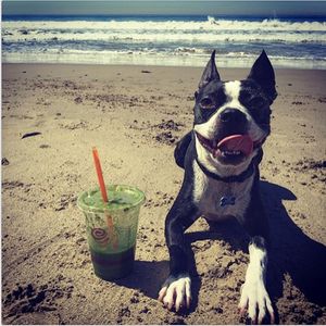 Image post by @jambajuice on Instagram
