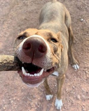 Image post by @triumphpetfood on Instagram