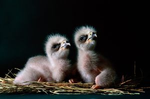 Image post by @natgeo on Instagram