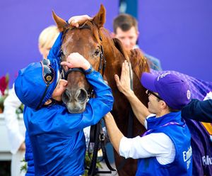 Image post by @thebloodhorse on Instagram