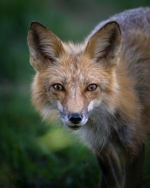 Image post by @Discovery on Twitter