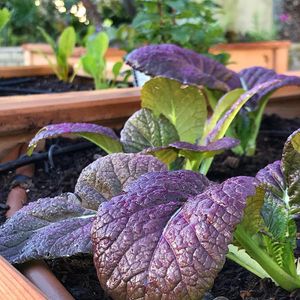 Image post by @bonnieplants on Instagram