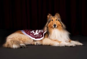 Image post by @tamu on Instagram