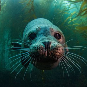 Image post by @animalplanet on Instagram