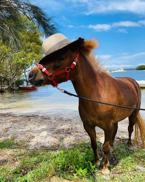 Image post by @equine_passion_online on Instagram