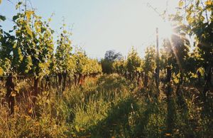 Image post by @catherinemccarthyphoto on Instagram