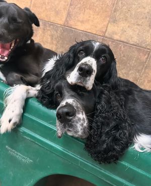 Image post by @petsmart on Instagram