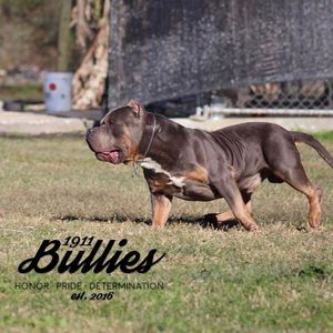 Image post by @1911bullies on Facebook