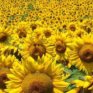 Image post by @aquatalia on Instagram