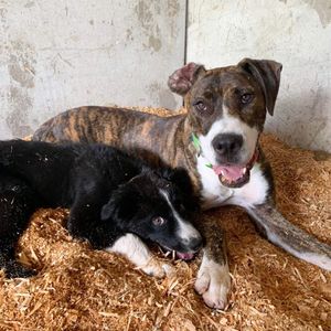 Image post by @gundyparkequine on Instagram