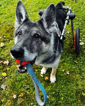Image post by @walkinpets on Instagram