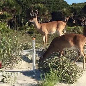 Image post by @kiawahresort on Instagram