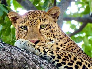 Image post by @chiawasafaris on Instagram