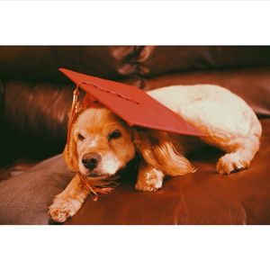 Image post by @elonuniversity on Instagram