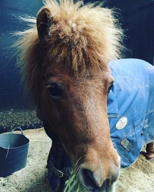 Image post by @snaffle_it on Instagram
